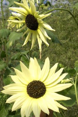 Sonnenblume<br>Italian White