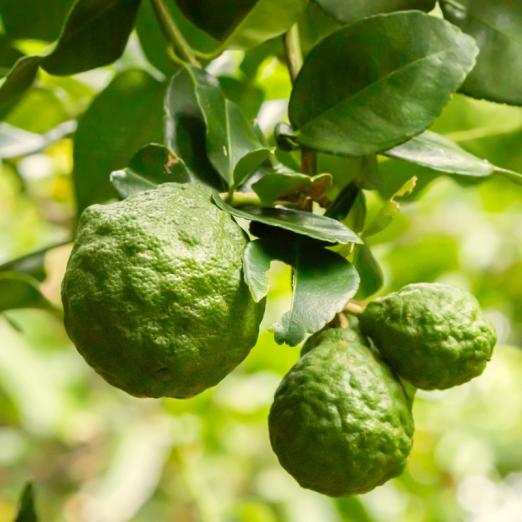 Kaffir-Limette<br>Pflanze