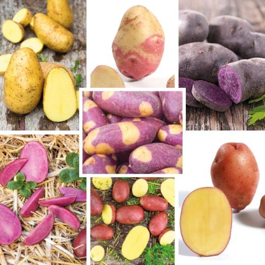 Pflanzkartoffelsortiment&nbsp;6<br>Hobby - Für den kleinen Garten