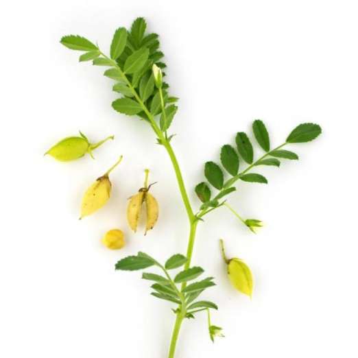 Kichererbse<br>Badil