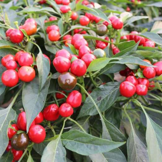 Kirschpfefferoni<br>Red cherry small