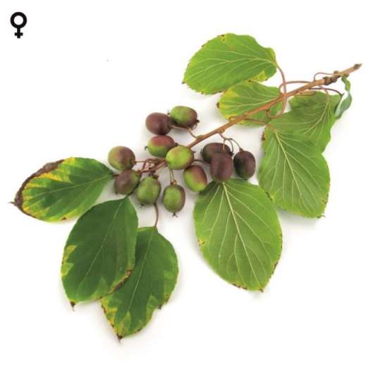 Mini-Kiwi<br>Ken's Red<br>(Actinidia arguta)<br>weiblich