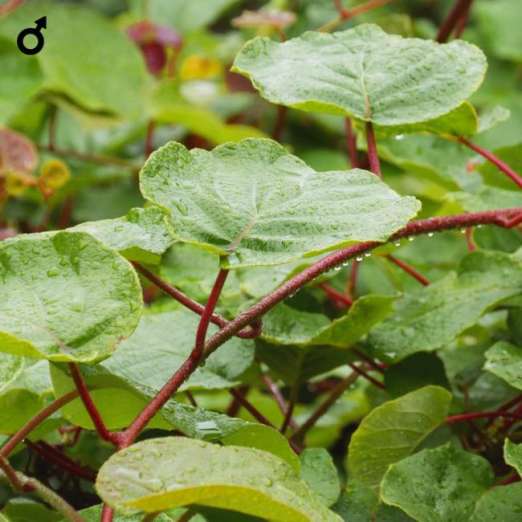 Mini-Kiwi<br>Prince Jumbo<br>(Actinidia arguta)<br>männlich