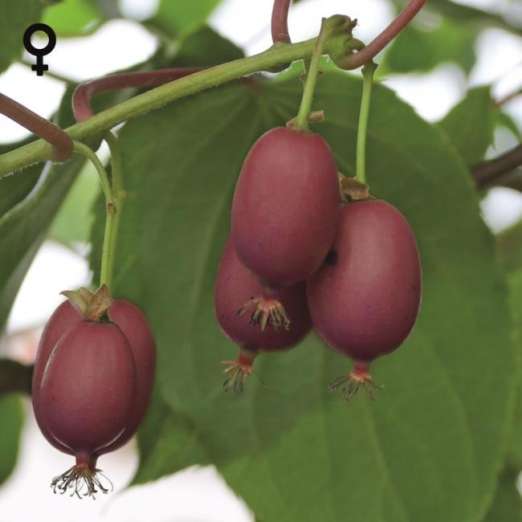 Mini-Kiwi<br>Red Jumbo<br>(Actinidia arguta)<br>weiblich