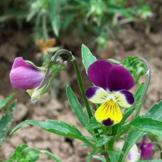 kleinblütiges Stiefmütterchen