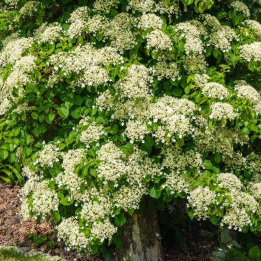 Kletterhortensie