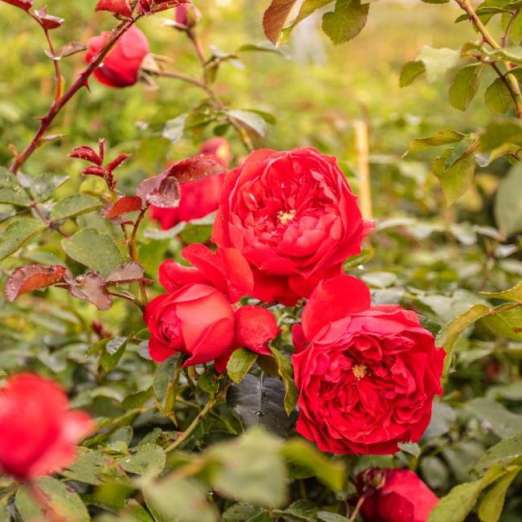 Kletterrose<br>Florentina