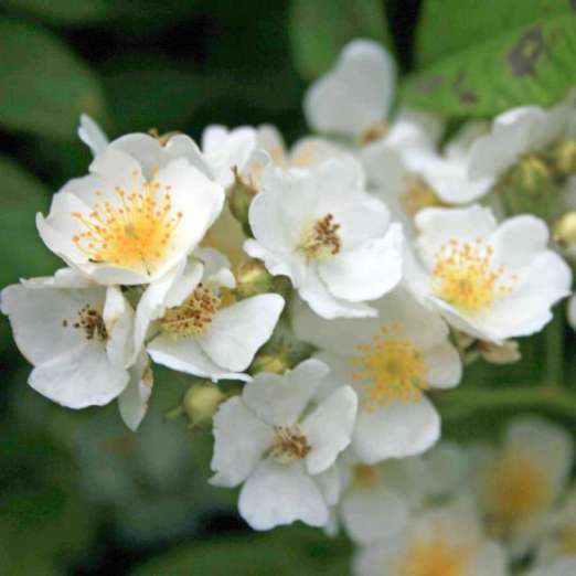 Kletterrose<br>Rosa multiflora