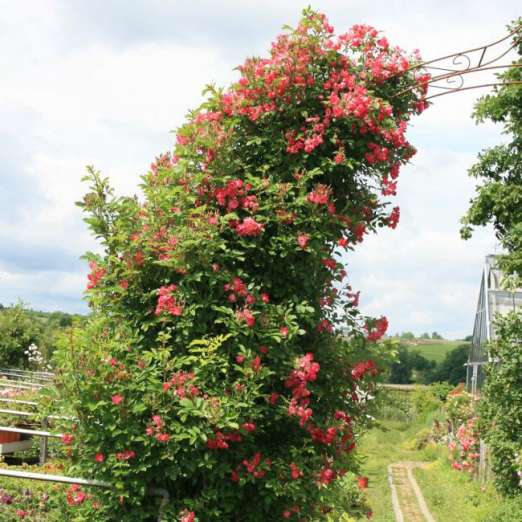 Kletterrose<br>Himmelsstürmer