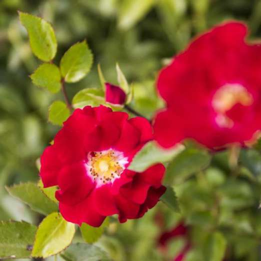 Kletterrose<br>Rambling Rosie