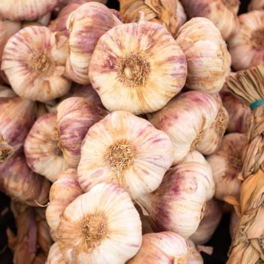 Knoblauch<br>Primor<br>Herbstpflanzung