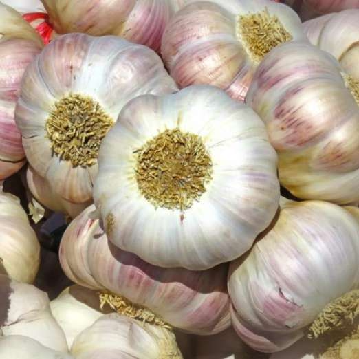 Knoblauch Thermidrôme<br>Herbstpflanzung