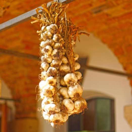 Knoblauch<br>Vallelado<br>Herbstpflanzung