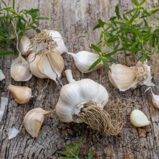 Knoblauch <br>Polish Softneck<br>Herbstpflanzung