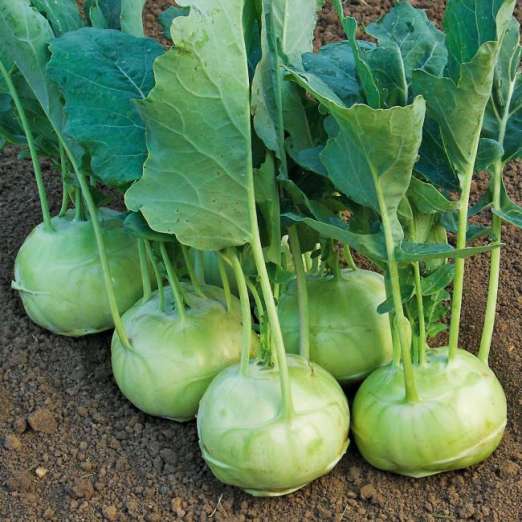 Kohlrabi<br>Lanro