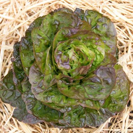 Winterkopfsalat<br>Baquieu
