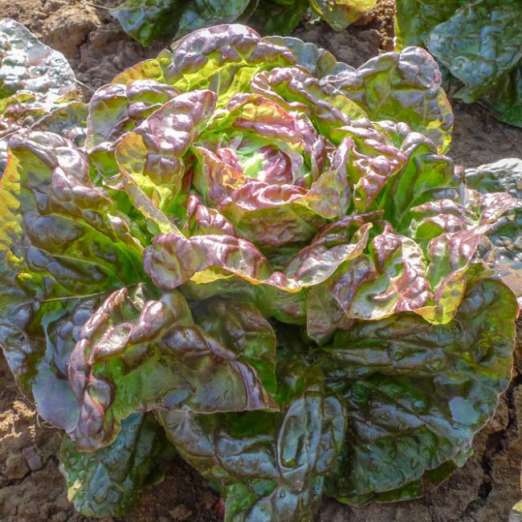 Kopfsalat<br>Pirat