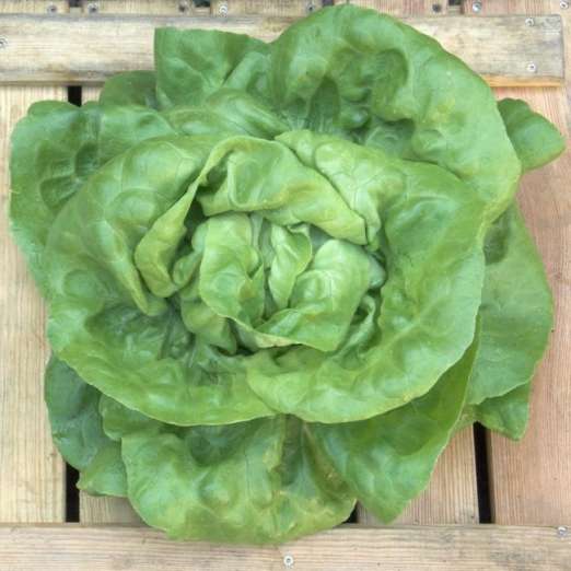 Kopfsalat<br>Briweri