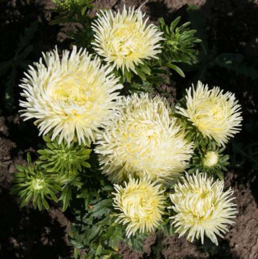 Krallenaster<br>Golden<br>gelb