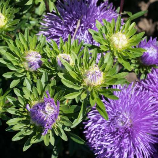 Krallenaster<br>Perser<br>hellblau