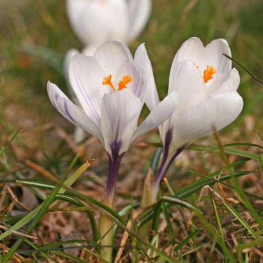 Großblütiger Krokus<br>Jeanne d'Arc