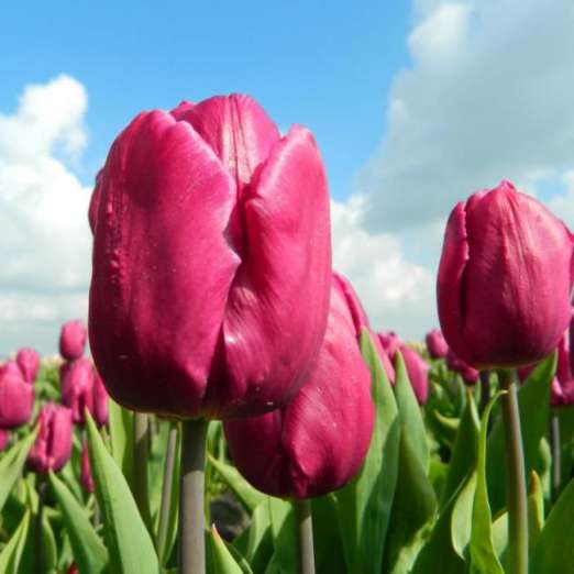 Einfache frühe Tulpe<br>Purple Prince