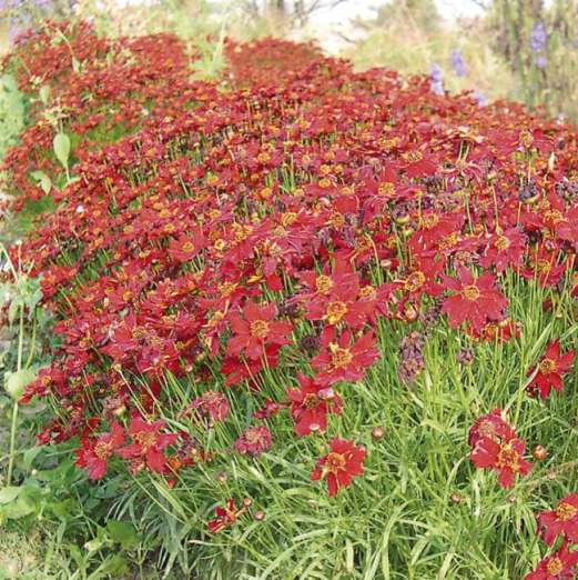 niedriges Mädchenauge<br>rot