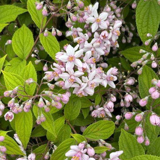Maiblumenstrauch<br>Mont Rose