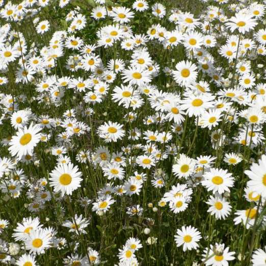 Margerite<br>Frühling