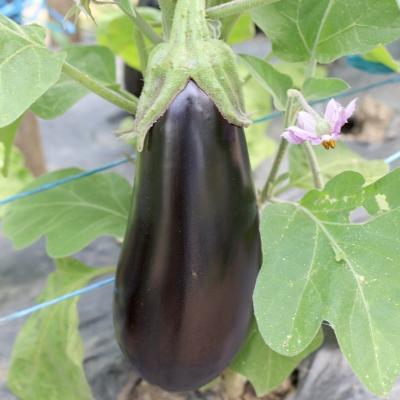 Aubergine<br>Luiza