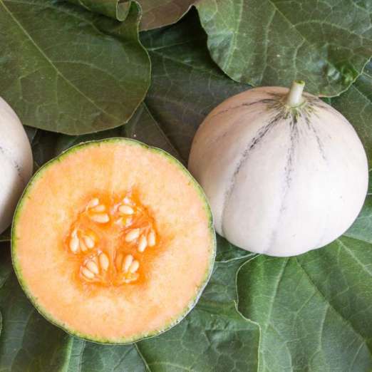 Zuckermelone<br>Murrmel