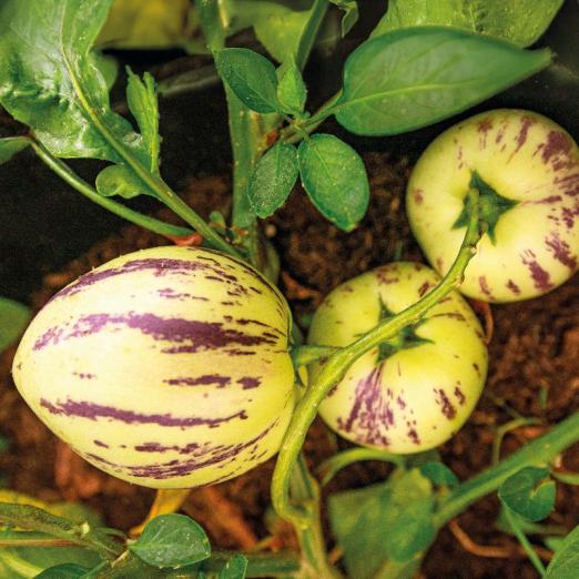 Melonenbirne Pepino<br>Copa<br>Pflanze