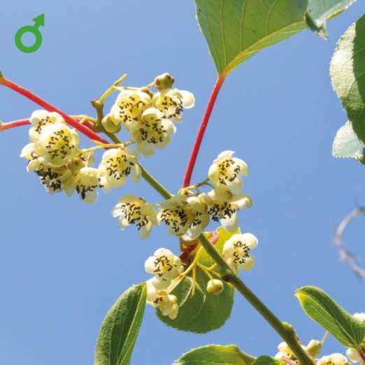 Kiwi<br>Tomuri, männlich<br>(Actinidia deliciosa)
