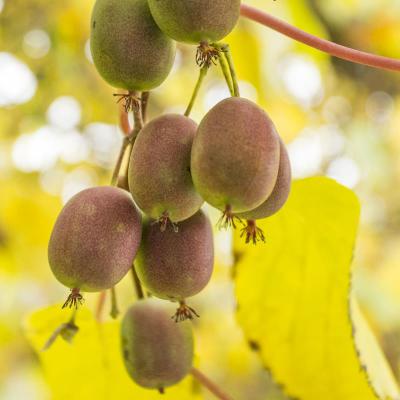 Mini-Kiwi - Scharfzähniger Strahlengriffel<br>weiblich