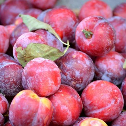 Zwergmirabelle<br>Ruby