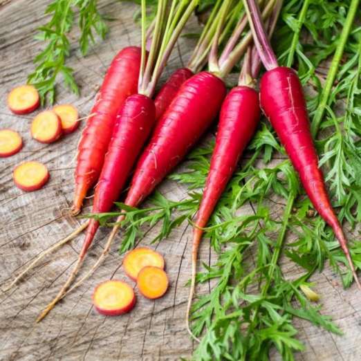 Möhre<br>Soletta (KS-MOG-TH-PURP)