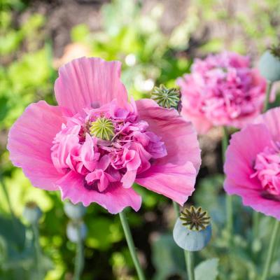 Mohn<br>Rosa gefüllter aus Flamatt