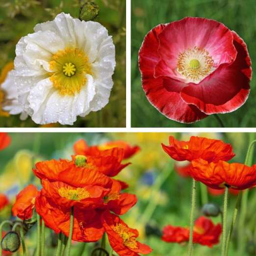 Mohn<br>Von Reconviliers