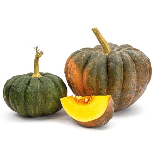 Moschuskürbis<br>Futsu Black<br>Pflanze