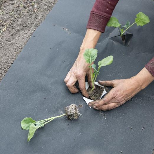 Mulchfolie biologisch abbaubar aus Naturpapier