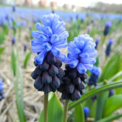 Breitblättrige Traubenhyazinthe<br>blau