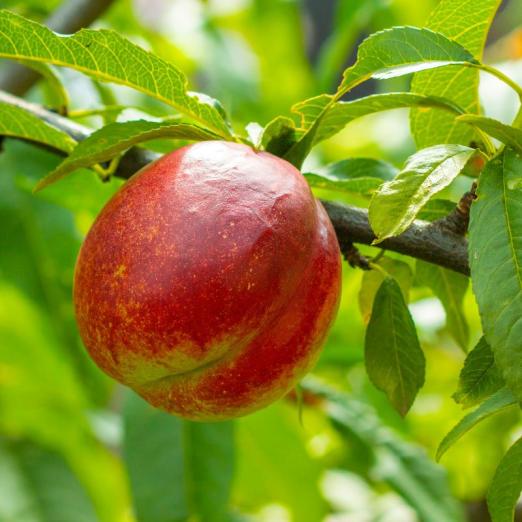 Nektarine<br>Flavortop