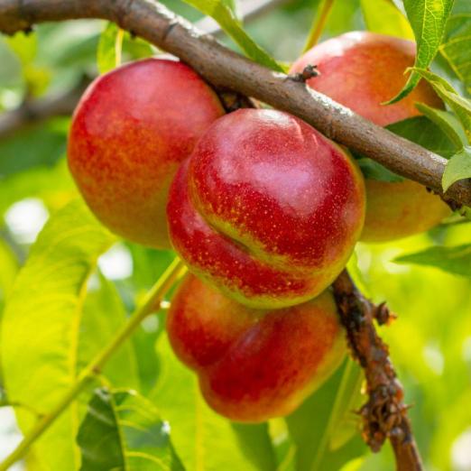 Nektarine<br>Snow Queen