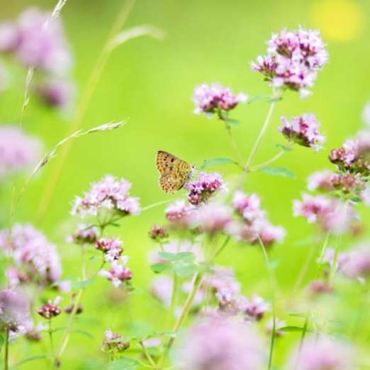 Färberpflanze<br>Dost/Oregano