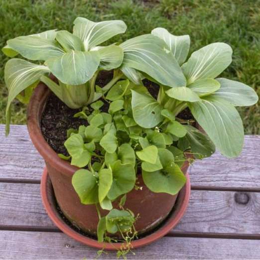 Pak Choi<br>Yorokobi<br>Pflanze