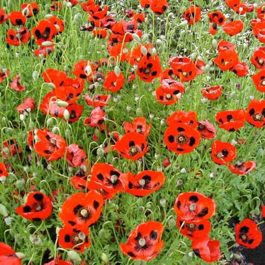 Klatschmohn<br>Pierrot