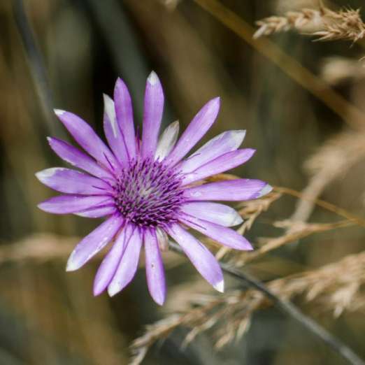 weiß/ violette Papierblumen<br>Mischung