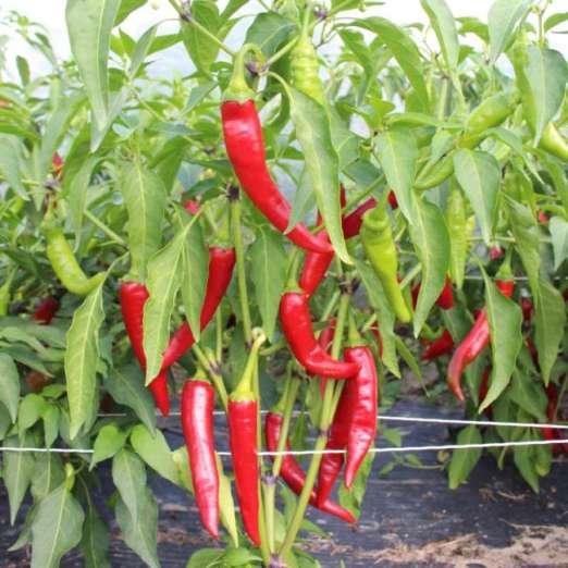 Chili<br>RS-Pa-06.23 (Carino Caliente)