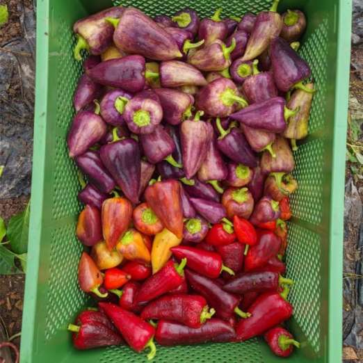 Paprika<br>Palila