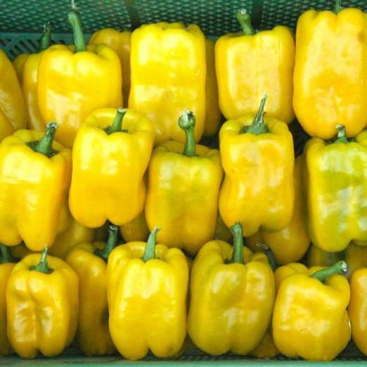 Paprika<br>Quadrato d'Asti giallo